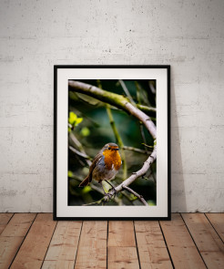 To buy a print or any of the below please click on the images